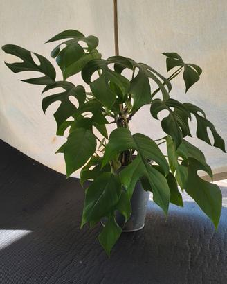 Piante tropicali 
