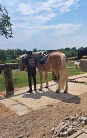 Cavallo haflinger in mezzafida