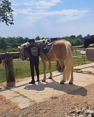 Cavallo haflinger in mezzafida