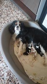 Cuccioli di cavalier king da privato