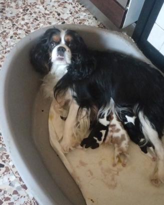 Cuccioli di cavalier king da privato