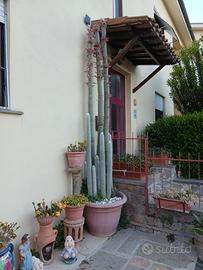 CLEISTOCACTUS