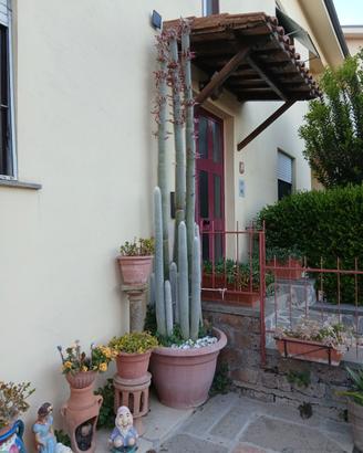 CLEISTOCACTUS