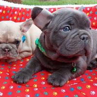 Cuccioli bulldog francesi M e F blu e rossi