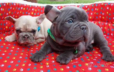 Cuccioli bulldog francesi M e F blu e rossi