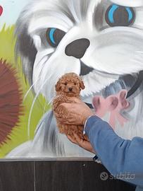 Cuccioli di barboncini toy
