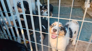 Pastori australiani cuccioli con pedigree ENCI