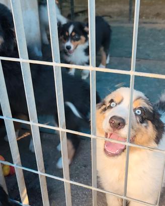 Pastori australiani cuccioli con pedigree ENCI