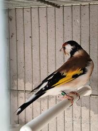 Cardellino
