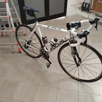 Bicicletta corsa  FOCUS CAYO taglia 54