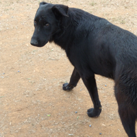 Cagnolone pastore belga