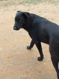 Cagnolone pastore belga