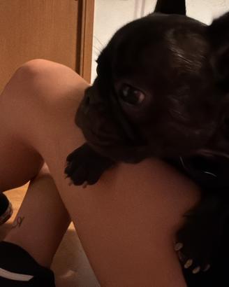 Bulldog Francese femmina