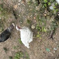 Galline piccioni conigli pulcini quaglie galli