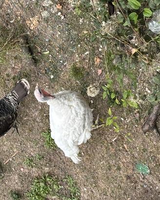 Galline piccioni conigli pulcini quaglie galli