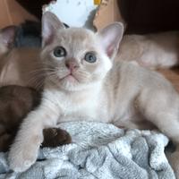 Cucciolo Burmese Europeo color Lilla