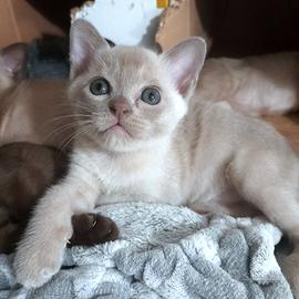 Cucciolo Burmese Europeo color Lilla