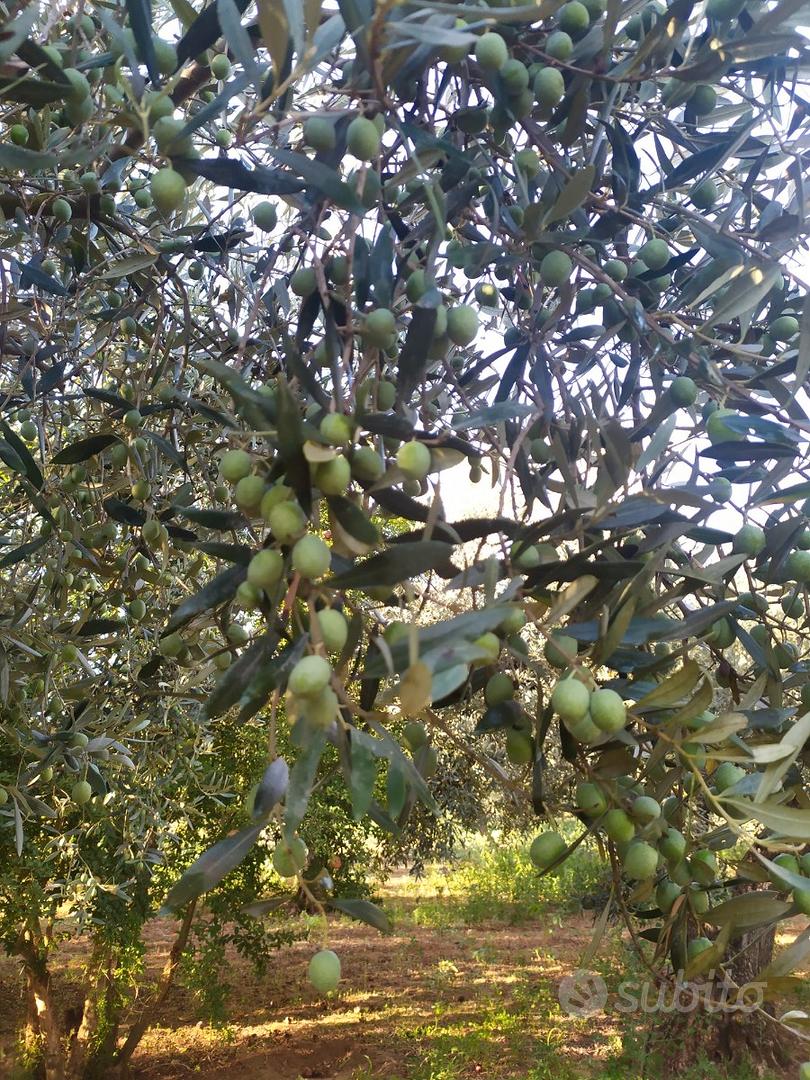 Azienda agricola bio 6 ha con pozzo e fabbricato - Vista 3