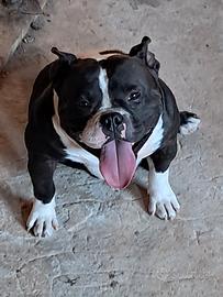 American bully