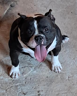 American bully