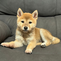 Shiba Inu MINI