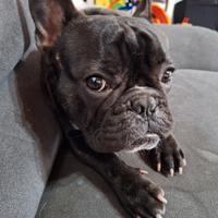 Bouldogue francese pedigree maschio