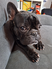 Bouldogue francese pedigree maschio