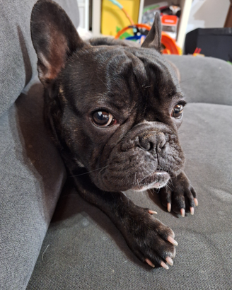 Bouldogue francese pedigree maschio