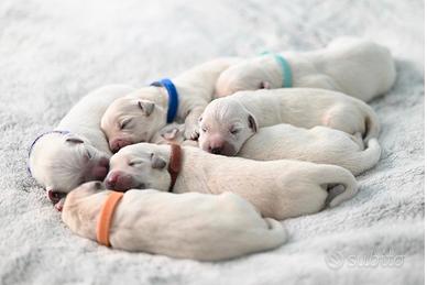 Prestigiosi cuccioli di Golden Retriever