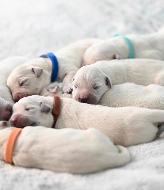 Prestigiosi cuccioli di Golden Retriever