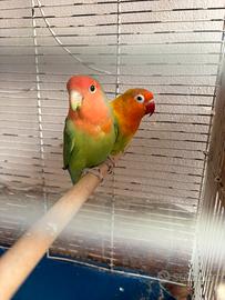 Coppia di inseparabili/inseparabili fisher