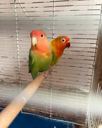 Coppia di inseparabili/inseparabili fisher