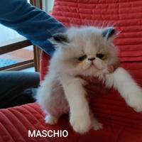 Cuccioli gatti persiani
