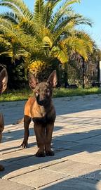 Cucciolo di pastore belga malinois