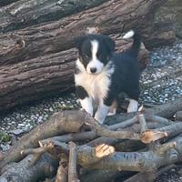 Cucciolo di Bordel Collie