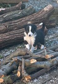 Cucciolo di Bordel Collie