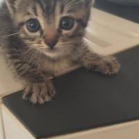 Gattino incrocio siamese