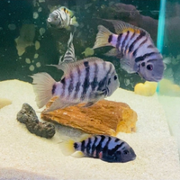 Ciclidi americani nigrofasciatum