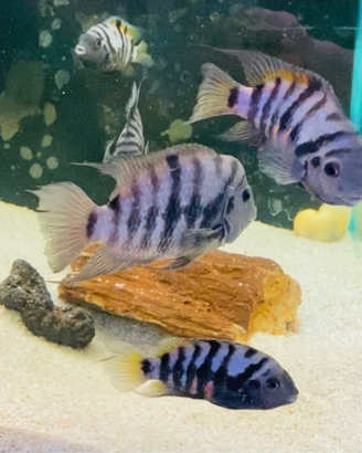 Ciclidi americani nigrofasciatum