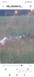 setter inglese 
