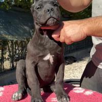 Cane corso
