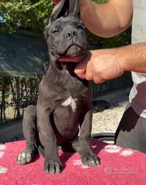 Cane corso