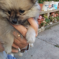 Volpino pomerania tipo orsacchiotto