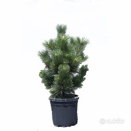 SEMI DI PINO BIANCO E NERO