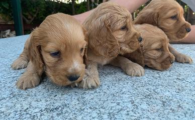 Disponibil cuccioli di Cocker spaniel inglese