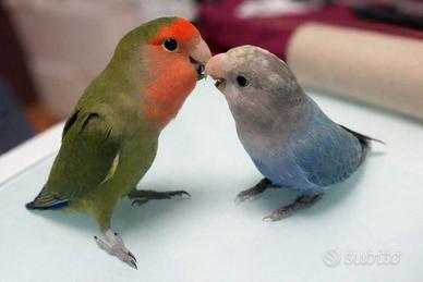 Coppia di inseparabili con gabbia ed accessori