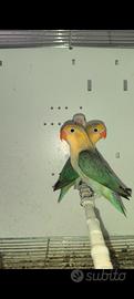 agapornis Fischer Yellow face euwing e opalini