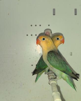 agapornis Fischer Yellow face euwing e opalini