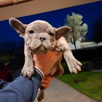 Bulldog francese