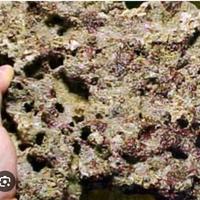 Roccie vive per acquario marino